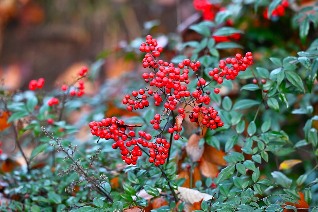 用水路・ナンテンの実