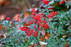 用水路・ナンテンの実