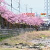 3月5日 (K川・河津桜満開)