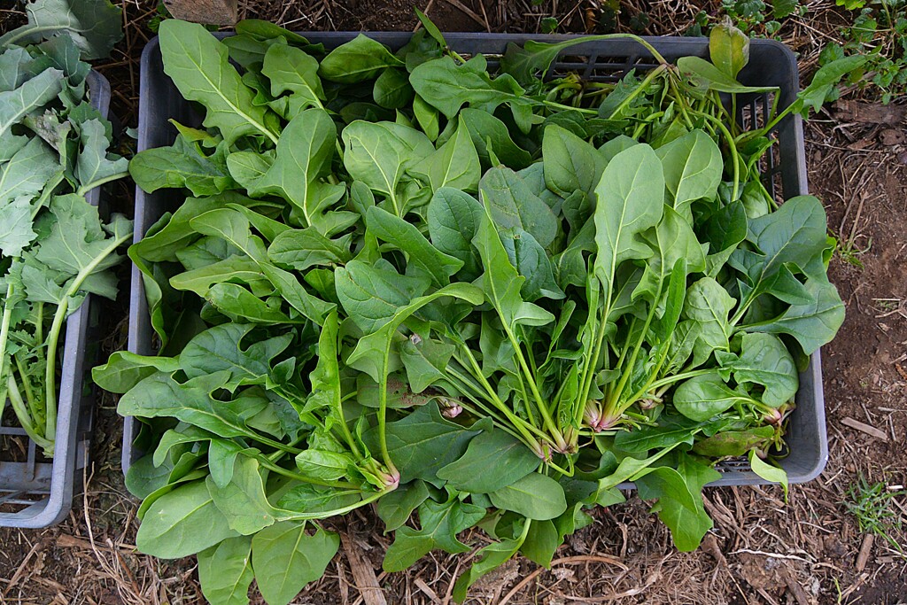 菜園・ホウレンソウ