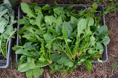 菜園・ホウレンソウ