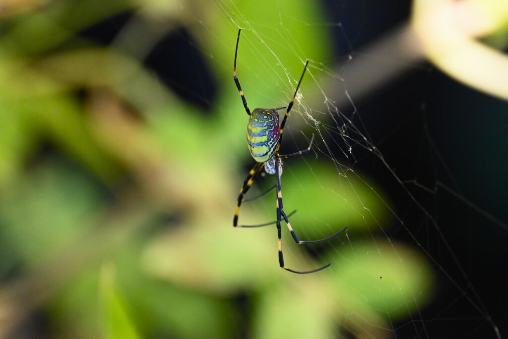 用水路・まだ生きているジョロウグモ