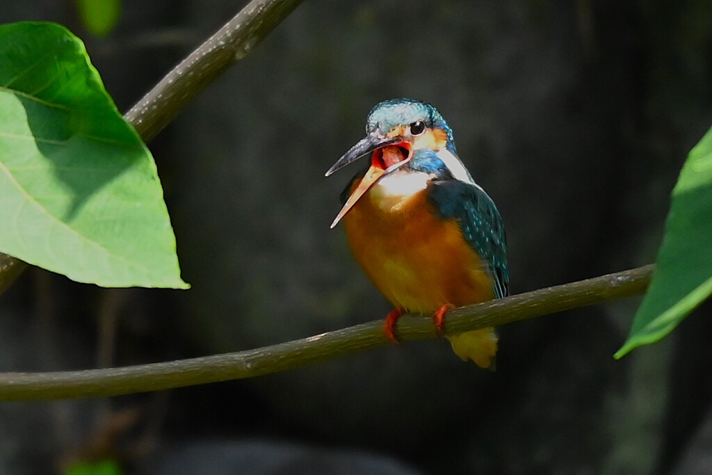 都内S川・ペリットを吐くカワセミ♂