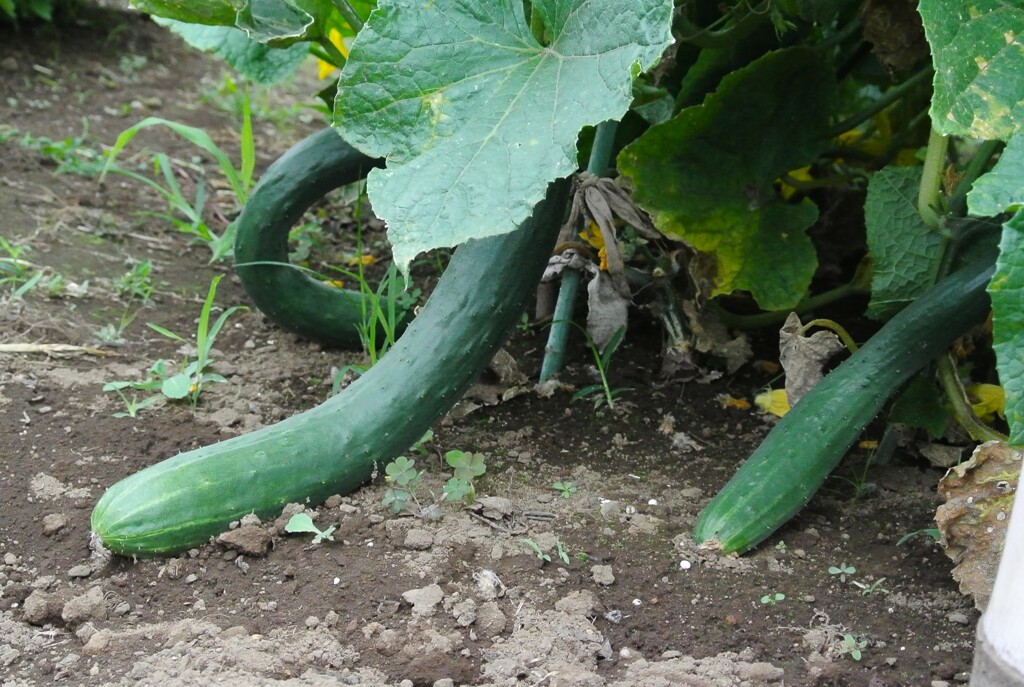 菜園・キュウリ