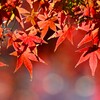K川沿道・逆光のモミジ