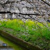 花見・桜と菜の花と・