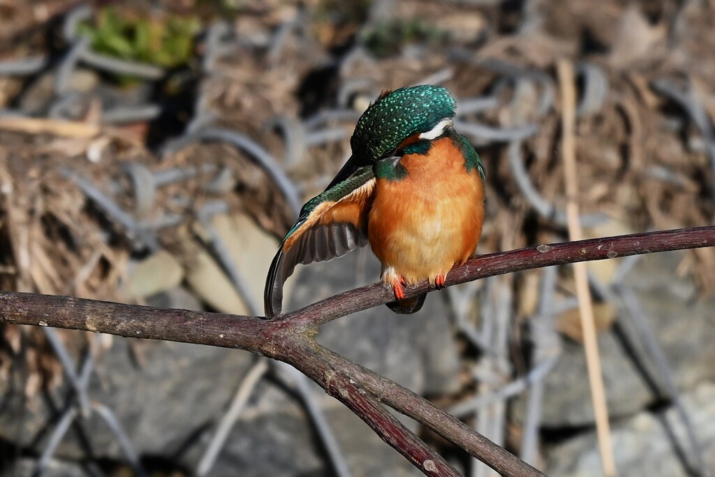 K川上流域・三羽目の♂ 