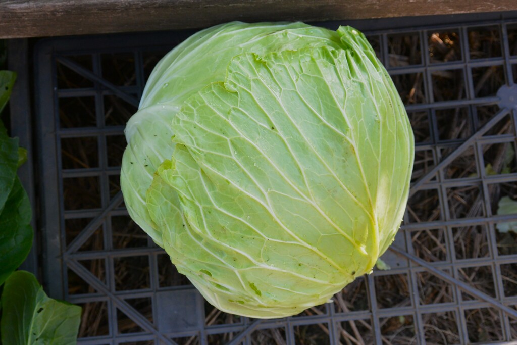 菜園・今季初穫れキャベツ