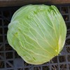 菜園・今季初穫れキャベツ