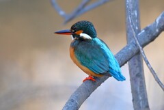 Ｋ川中流域・カワセミ♀若鳥