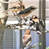 3羽の雛と親