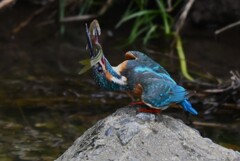 K川・中流域のカワセミ♂大物ゲット 