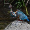 K川・中流域のカワセミ♂大物ゲット 
