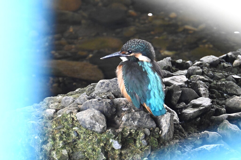 K川・巣立ちびな4羽乱舞