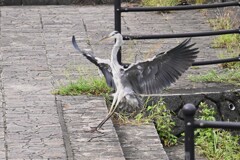 K川・アオサギ（着地成功！）