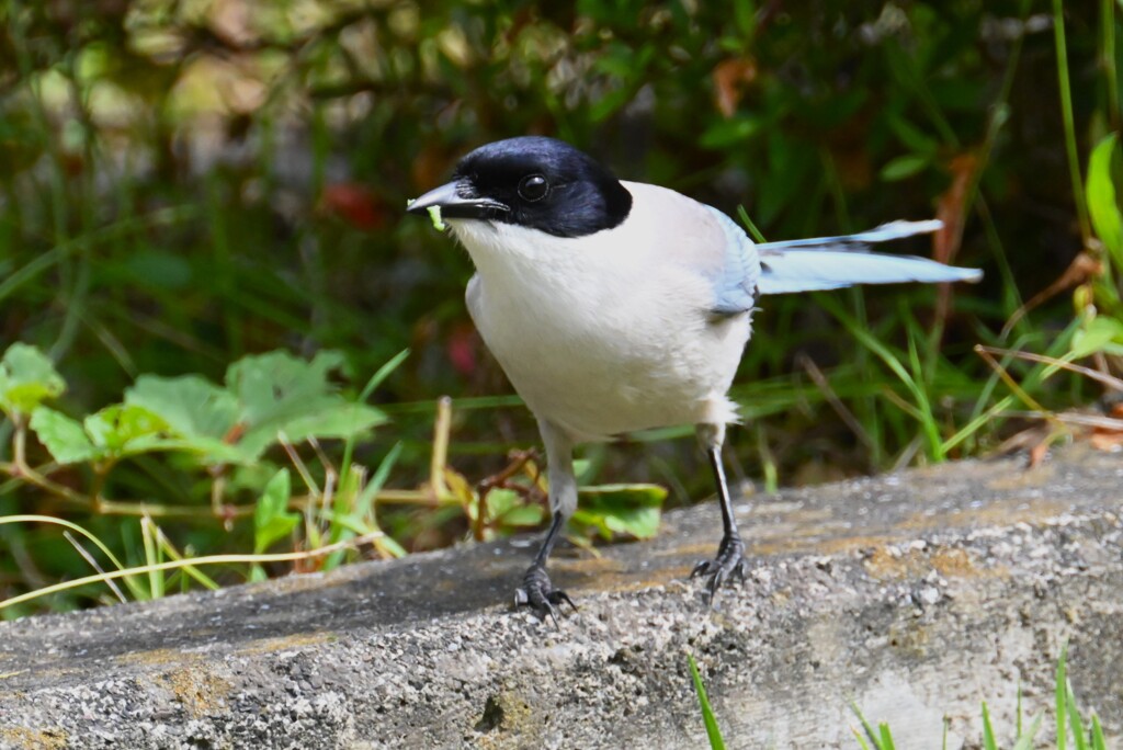 オナガ・青虫を食べる 