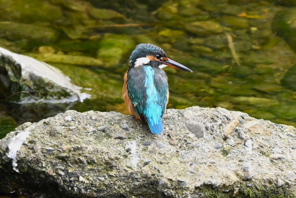 K川中流域・カワセミ♀若 