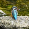 K川中流域・カワセミ♀若 