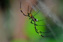 用水路・ジョロウグモ♀