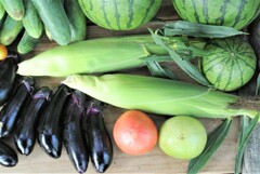 頂き物のトウモロコシ