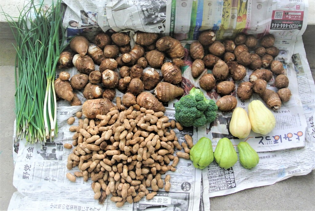 菜園収獲（10月27日）