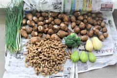 菜園収獲（10月27日）