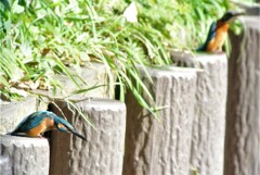 バトル中のカワセミ若♂♀ 