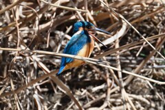 2月28日 (Ｋ川・上流のカワセミ♂ペリット吐き)