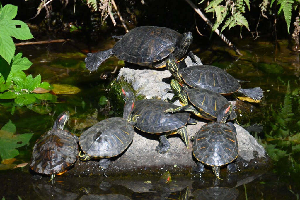 K川・クサガメ親分、アカミミガメを従えて・・