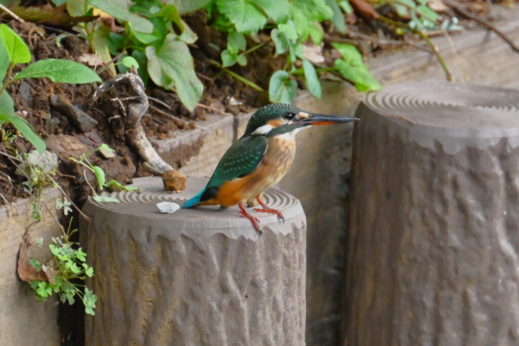 用水路・カワセミ♀若鳥
