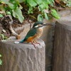用水路・カワセミ♀若鳥