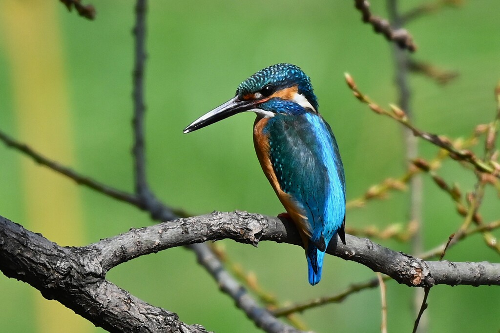 K川中流域・カワセミ♂