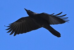 K川上空・ハシボソガラス飛翔