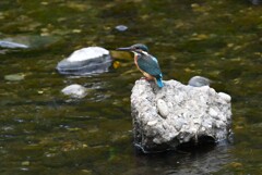 K川・バトル中のカワセミ♀若