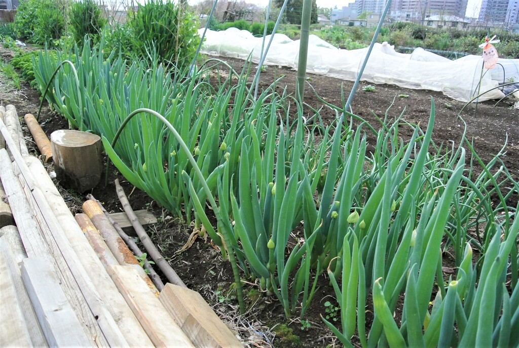 シモニタネギ苗床