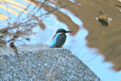 K川・カワセミ♀若