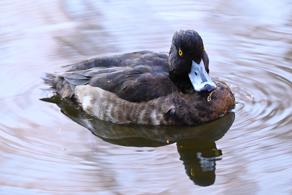 都内公園池・キンクロハジロ♀
