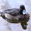 都内公園池・キンクロハジロ♀