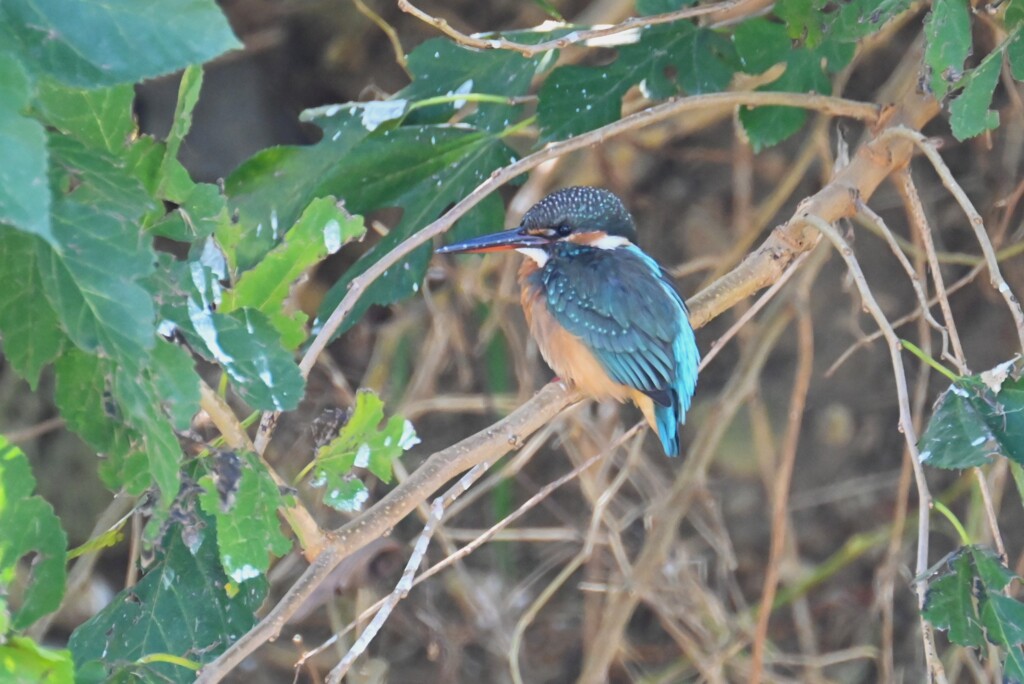 K川・カワセミ♀若鳥 