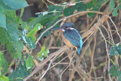 K川・カワセミ♀若鳥 
