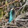 K川下流域・ぶりっ子カワセミ♀若