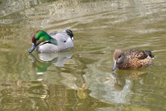 3月1日・ヨシガモカップル