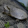 K川・全長30cm超えのスッポン 