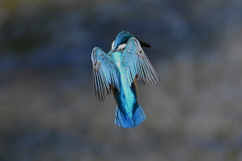 K川・中流域のカワセミ♂長～いホバリング