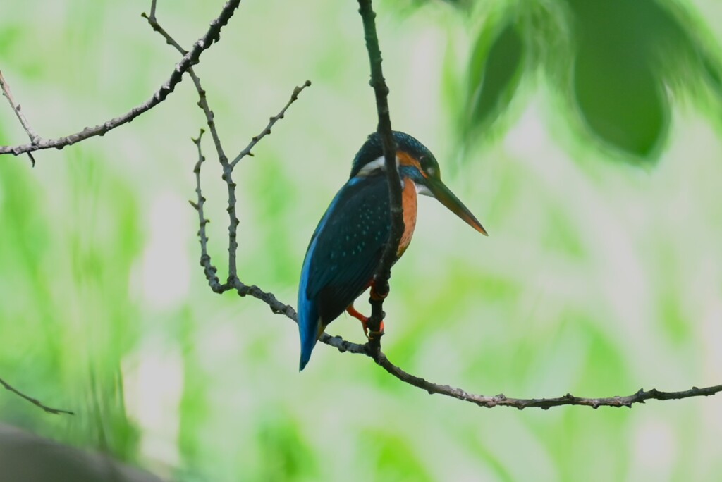 Ｋ川・この日の中流域はカワセミ♀