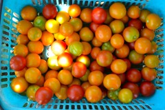 菜園・7月24日の収穫 (中玉トマト2種)