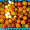 菜園・7月24日の収穫 (中玉トマト2種)