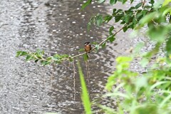 K川・カワセミ♂幼鳥..