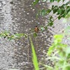K川・カワセミ♂幼鳥..