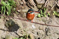 Ｋ川中流域・カワセミ♀若前向き